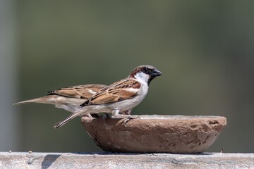 Sparrow sitting and eating seeds