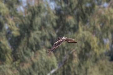 hawk in flight with trees in background