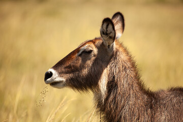 Masia Mara : Waterbuck in the savannah