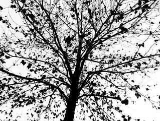 live leaf model, veined leaf, close-up leaf-veined structure on the branch