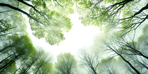 forest trees, nature green wood sunlight backgrounds   towards the blue sky with green succulent fresh leaves  - obrazy, fototapety, plakaty