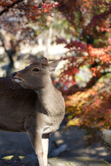Nara deer in the forest