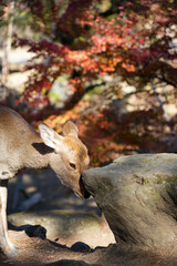 Obraz premium Nara deer in the forest