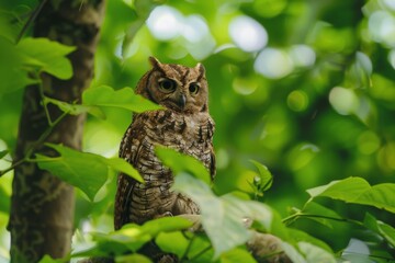 Obraz premium A Tranquil Moment with a Brown Owl in a Serene Forest.
