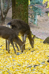 Nara deer in the forest