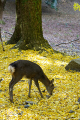 Nara deer in the forest