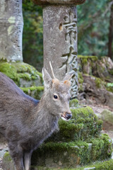 Nara deer in the forest
