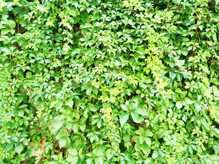 live leaf model, veined leaf, close-up leaf-veined structure on the branch