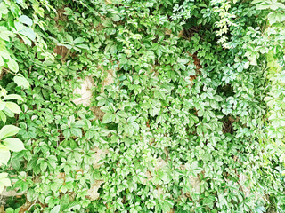 live leaf model, veined leaf, close-up leaf-veined structure on the branch