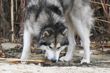 A Malamute dog smelled a footprint in the sand.