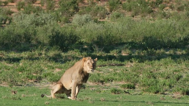 A View Of Funny Male Lion Pooping In African Wild Savannah. Wide Shot
