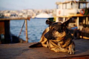 Dog in sea marine harbor