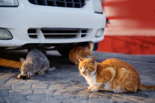 Street cats sitting under a car