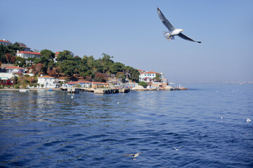 Gull birds flying over the sea