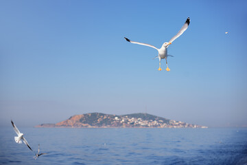 Gull birds flying over the sea