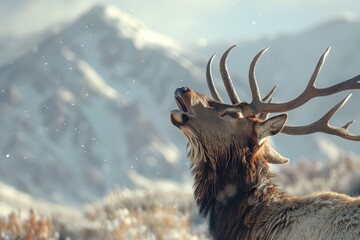 The Bugling Call of the Elk - obrazy, fototapety, plakaty