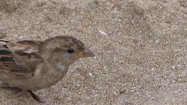 Gorriones en la playa, en la arena, p&aacute;jaros en la orilla del mar