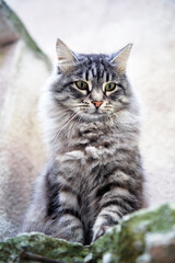 Naklejka na ściany i meble Adorable grey tabby kitty cat