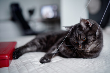 Adorable scottish black tabby cat playing with thread at home