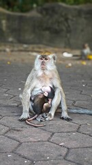 monkey feeding milk to her little baby in a park