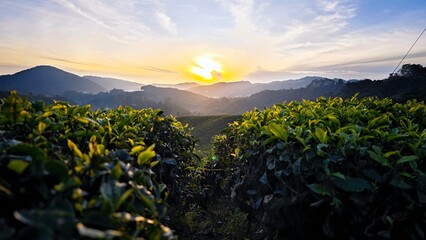 Sunrise in tea plantation in Cameron Highland