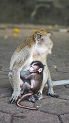 Naklejka premium mom and baby monkey
