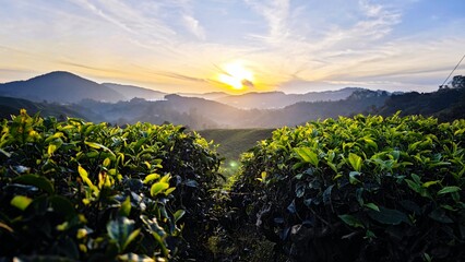 Sunrise in tea plantation in Cameron Highland