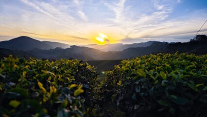 Sunrise in tea plantation in Cameron Highland - obrazy, fototapety, plakaty