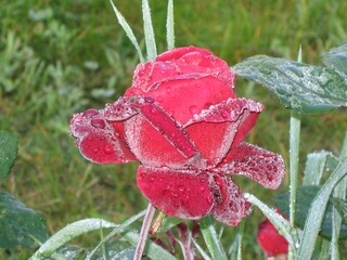 czerwona róża wielkokwiatowa w porannej rosie.