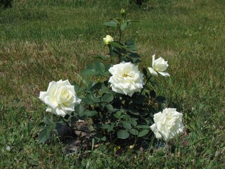 krzew kwitnącej białej róży w ogrodzie. - obrazy, fototapety, plakaty