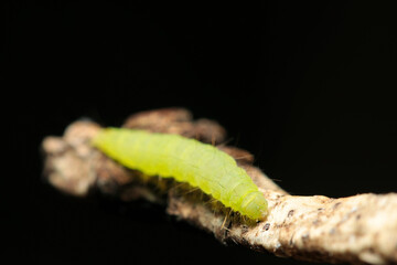 透明感のある黄緑色のマエアカスカシノメイガの幼虫（自然光＆ストロボ・マクロレンズ接写）
