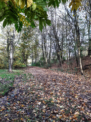 Forest Trail in Fall Time