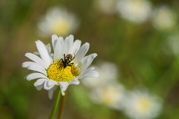 Fototapeta premium A bug with stripes on a camomile flower in the summer meadow