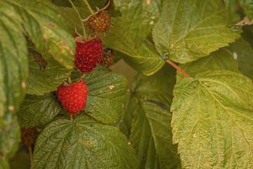 ripe raspberries in a garden on a green background