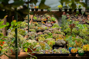 Greenhouse with a wide variety of succulents and cactus. Side view.