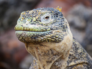 close up of a iguana