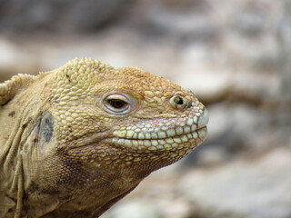 close up of iguana