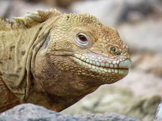 iguana on the rocks