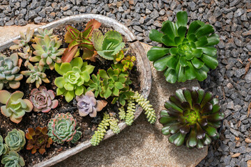 Collection of various multicolored succulent plants. Succulent garden  in a ceramic pot. Top view.