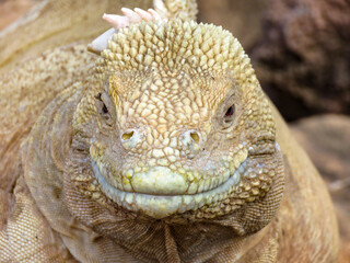 island land iguana 