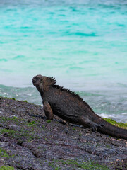 island sea iguana