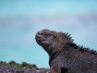 iguana on the rocks