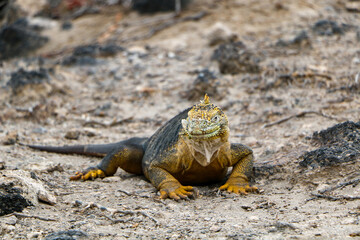 island land iguana