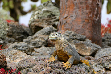 island land iguana