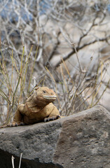 island land iguana