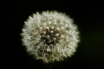 Close-up of a delicate dandelion against a black background