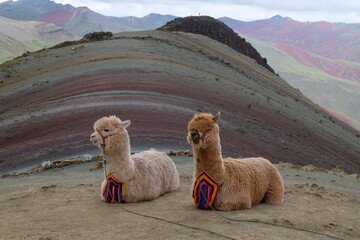 Two cute alpacas in the Rainbow mountain Peru