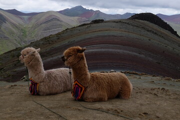 Two  alpacas at the background of amazing landscape in the Rainbow mountain Peru (Vinicunca, Cusco)