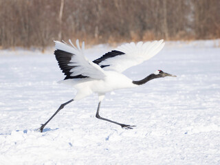 Red-crowned Crane taking off