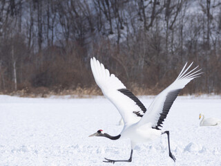 Fototapeta premium Red-crowned Crane taking off